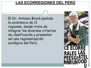 LAS ECORREGIONES DEL PERÚEl Dr. Antonio Brack postula la existencia de 11 regiones, donde trata de integrar los diversos criterios de clasificación y presentar así una regionalización ecológica del Perú.