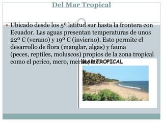 Del Mar TropicalUbicado desde los 5º latitud sur hasta la frontera con Ecuador. Las aguas presentan temperaturas de unos 22º C (verano) y 19º C (invierno). Esto permite el desarrollo de flora (manglar, algas) y fauna (peces, reptiles, moluscos) propios de la zona tropical como el perico, mero, merlín, etc.