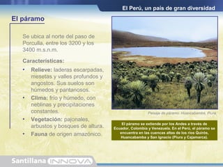 El Perú, un país de gran diversidad
El páramo
Se ubica al norte del paso de
Porculla, entre los 3200 y los
3400 m.s.n.m.
Características:
• Relieve: laderas escarpadas,
mesetas y valles profundos y
angostos. Sus suelos son
húmedos y pantanosos.
• Clima: frío y húmedo, con
neblinas y precipitaciones
constantes.
• Vegetación: pajonales,
arbustos y bosques de altura.
• Fauna de origen amazónico.
Paisaje de páramo. Huancabamba, Piura.
El páramo se extiende por los Andes a través de
Ecuador, Colombia y Venezuela. En el Perú, el páramo se
encuentra en las cuencas altas de los ríos Quirós,
Huancabamba y San Ignacio (Piura y Cajamarca).
 