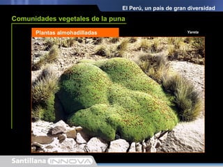Pampas de JunínPajonal
El Perú, un país de gran diversidad
Comunidades vegetales de la puna
Bosque de queñoa Bosque de TitankayoqMatorral YaretaPlantas almohadilladas
 