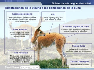 El Perú, un país de gran diversidad
Adaptaciones de la vicuña a las condiciones de la puna
Escasez de oxígeno
Mayor contenido de hemoglobina
(14 millones de glóbulos rojos por
mm3
de sangre).
Frío
Fibra tupida y muy fina
que retiene el calor.
Color del pajonal de puna
Color de pelo acanelado; le permite
mimetizarse con el ambiente.
Frío nocturno
Mechón de pelo largo en el
pecho, cubre el abdomen y
los codos de las patas
delanteras al dormir.
Áreas abiertas
Cuello largo para otear
el horizonte y detectar
depredadores.
Pastos duros
Incisivos de crecimiento
continuo hasta los cinco años.
Terreno pedregoso
Pezuña almohadillada.
 