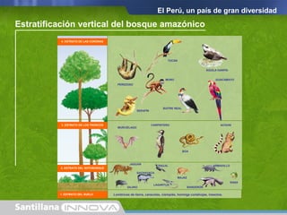 El Perú, un país de gran diversidad
Estratificación vertical del bosque amazónico
1. ESTRATO DEL SUELO Lombrices de tierra, caracoles, ciempiés, hormiga cortahojas, insectos.
MURCIÉLAGO
CARPINTERO
BOA
ACHUNI3. ESTRATO DE LOS TRONCOS
JAGUAR
SAJINO
SACHAVACA
PAUJIL
LAGARTIJA
ARMADILLO
MAJAZ
BANDERÓN
RANA
2. ESTRATO DEL SOTOBOSQUE
PEREZOSO
TUCÁN
ÁGUILA HARPÍA
GUACAMAYO
BUITRE REAL
MONO
SERAFÍN
4. ESTRATO DE LAS CORONAS
 