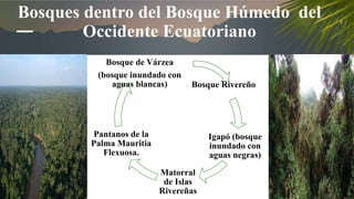 Bosques dentro del Bosque Húmedo del
Occidente Ecuatoriano
Bosque Rivereño
Igapó (bosque
inundado con
aguas negras)
Matorral
de Islas
Rivereñas
Pantanos de la
Palma Mauritia
Flexuosa.
Bosque de Várzea
(bosque inundado con
aguas blancas)
 