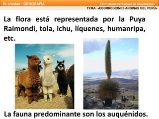La fauna predominante son los auquénidos.
La flora está representada por la Puya
Raimondi, tola, ichu, líquenes, humanripa,
etc.
TEMA: «ECORREGIONES ANDINAS DEL PERÚ»
IV- Unidad : GEOGRAFÍA I.E.P «Nuestra Señora de Guadalupe»