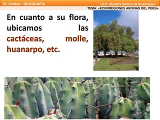 En cuanto a su flora,
ubicamos las
.
TEMA: «ECORREGIONES ANDINAS DEL PERÚ»
IV- Unidad : GEOGRAFÍA I.E.P «Nuestra Señora de Guadalupe»