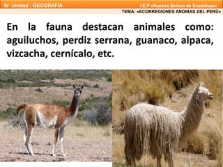 En la fauna destacan animales como:
aguiluchos, perdiz serrana, guanaco, alpaca,
vizcacha, cernícalo, etc.
TEMA: «ECORREGIONES ANDINAS DEL PERÚ»
IV- Unidad : GEOGRAFÍA I.E.P «Nuestra Señora de Guadalupe»