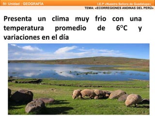 Presenta un clima muy frio con una
temperatura promedio de 6°C y
variaciones en el día
TEMA: «ECORREGIONES ANDINAS DEL PERÚ»
IV- Unidad : GEOGRAFÍA I.E.P «Nuestra Señora de Guadalupe»