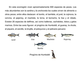 En esta ecorregión viven aproximadamente 600 especies de peces. Los
más abundantes son la sardina y la anchoveta los cuales sirven de alimento a
otros peces; entre ellos destacan: el bonito, el barrilete, el jurel, la cojinova, la
corvina, el pejerrey, el machete, la lorna, el borracho, la lisa y el róbalo.
Existen 26 especies de delfines, así como ballenas, cachalotes, lobos y gatos
marinos. Entre las aves figuran: el pingüino de Humboldt, el guanay, la chuita,
el piquero, el zarcillo, la brujilla, el potoyunco y el pelicano peruano
Bonito
Jurel Lisa Machete Pejerrey
Pingüino de Humboldt
 