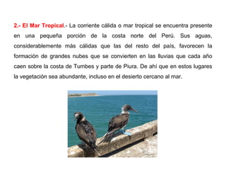 2.- El Mar Tropical.- La corriente cálida o mar tropical se encuentra presente
en una pequeña porción de la costa norte del Perú. Sus aguas,
considerablemente más cálidas que las del resto del país, favorecen la
formación de grandes nubes que se convierten en las lluvias que cada año
caen sobre la costa de Tumbes y parte de Piura. De ahí que en estos lugares
la vegetación sea abundante, incluso en el desierto cercano al mar.
 