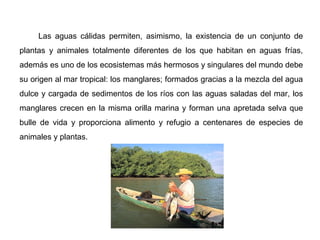 Las aguas cálidas permiten, asimismo, la existencia de un conjunto de
plantas y animales totalmente diferentes de los que habitan en aguas frías,
además es uno de los ecosistemas más hermosos y singulares del mundo debe
su origen al mar tropical: los manglares; formados gracias a la mezcla del agua
dulce y cargada de sedimentos de los ríos con las aguas saladas del mar, los
manglares crecen en la misma orilla marina y forman una apretada selva que
bulle de vida y proporciona alimento y refugio a centenares de especies de
animales y plantas.
 