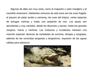 Algunas de ellas son muy raras, como el mapache u osito manglero y el
cocodrilo americano. Habitantes comunes de esta zona son las aves fragata,
el piquero de patas azules o camanay, las aves del trópico, varias especies
de tortugas marinas y hasta una serpiente de mar. Los peces son
abundantes y muy variados: desde los tiburones y atunes, hasta los grandes
congrios, meros y merlines. Los moluscos y crustáceos merecen una
mención especial: decenas de variedades de conchas, almejas y cangrejos,
además de las conocidas langostas y langostinos, requieren de las aguas
cálidas para sobrevivir.
 