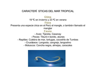 CARACTERÍ STICAS DEL MAR TROPICALCARACTERÍ STICAS DEL MAR TROPICAL
Clima
19 ºC en invierno y 23 ºC en verano
Flora
Presenta una especie única en el Perú: el mangle, o también llamado el
manglar
Fauna
- Aves: Tijereta, Casanay
- Peces: Tiburó n bonito, atunes
- Reptiles: Culebra de mar, tortugas, cocodrilo de Tumbes
- Crustáceos: Langosta, cangrejo, langostino
- Moluscos: Concha negra, almejas, caracoles
 