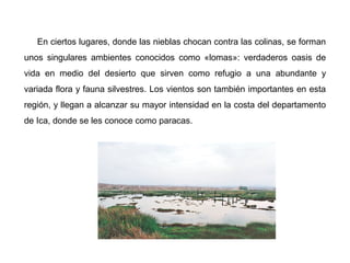 En ciertos lugares, donde las nieblas chocan contra las colinas, se forman
unos singulares ambientes conocidos como «lomas»: verdaderos oasis de
vida en medio del desierto que sirven como refugio a una abundante y
variada flora y fauna silvestres. Los vientos son también importantes en esta
región, y llegan a alcanzar su mayor intensidad en la costa del departamento
de Ica, donde se les conoce como paracas.
 