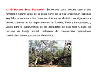 4.- El Bosque Seco Ecuatorial.- Se conoce como bosque seco a una
formació n natural típica de la costa norte en la que predominan especies
vegetales adaptadas a las duras condiciones del desierto: los algarrobos y
ceibos, comunes en los departamentos de Tumbes, Piura y Lambayeque, y
vitales para la supervivencia de los pobladores de esta regió n, pues les
proveen de forraje animal, materiales de construcció n, aplicaciones
medicinales, licores y productos alimenticios.
 