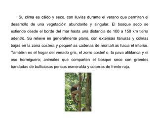 Su clima es cálido y seco, con lluvias durante el verano que permiten el
desarrollo de una vegetació n abundante y singular. El bosque seco se
extiende desde el borde del mar hasta una distancia de 100 a 150 km tierra
adentro. Su relieve es generalmente plano, con extensas llanuras y colinas
bajas en la zona costera y pequeñ as cadenas de montañ as hacia el interior.
También es el hogar del venado gris, el zorro costeñ o, la pava aliblanca y el
oso hormiguero; animales que comparten el bosque seco con grandes
bandadas de bulliciosos pericos esmeralda y cotorras de frente roja.
 