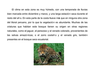 El clima en esta zona es muy húmedo, con una temporada de lluvias
bien marcada entre diciembre y marzo, y una larga estació n seca durante el
resto del añ o. En esta parte de la costa llueve más que en ninguna otra zona
del litoral peruano, por lo que la vegetació n es abundante. Muchas de las
criaturas que habitan este bosque tienen su origen en otras regiones
naturales, como el jaguar, el perezoso y el venado colorado, provenientes de
las selvas amazó nicas; o el zorro costeñ o y el venado gris, también
presentes en el bosque seco ecuatorial.
 