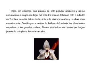 Otras, sin embargo, son propias de este peculiar ambiente y no se
encuentran en ningún otro lugar del país. Es el caso del mono coto o aullador
de Tumbes, la nutria del noroeste, el loro de alas bronceadas y muchas otras
especies más. Contribuyen a realzar la belleza del paisaje las abundantes
orquídeas y los grandes ceibos, árboles «barbudos» decorados por largos
jirones de una planta llamada salvajina.
 