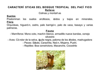 CARACTERÍ STICAS DEL BOSQUE TROPICAL DEL PACÍ FICOCARACTERÍ STICAS DEL BOSQUE TROPICAL DEL PACÍ FICO
Relieve
Colinas y montañ as
Suelos
Predominan los suelos arcillosos, ácidos y bajos en minerales.
Flora
Orquídeas, higueró n, cedro, palo barrigó n, palo de vaca, basayo y varias
palmeras.
Fauna
- Mamíferos: Mono coto, machín blanco, armadillo nueve bandas, conejo
silvestre
- Aves: Có ndor de la selva, águila negra, paloma de los árboles, madrugadora
- Peces: Sábalo, Carachita, Neó n, Mojarra, Pushi.
- Reptiles: Boa constrictora, Macanche, Cocodrilo
 