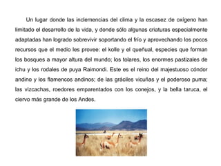 Un lugar donde las inclemencias del clima y la escasez de oxígeno han
limitado el desarrollo de la vida, y donde sólo algunas criaturas especialmente
adaptadas han logrado sobrevivir soportando el frío y aprovechando los pocos
recursos que el medio les provee: el kolle y el queñual, especies que forman
los bosques a mayor altura del mundo; los tolares, los enormes pastizales de
ichu y los rodales de puya Raimondi. Este es el reino del majestuoso cóndor
andino y los flamencos andinos; de las gráciles vicuñas y el poderoso puma;
las vizcachas, roedores emparentados con los conejos, y la bella taruca, el
ciervo más grande de los Andes.
 