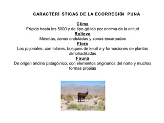 CARACTERÍ STICAS DE LA ECORREGIÓN PUNACARACTERÍ STICAS DE LA ECORREGIÓN PUNA
Clima
Frígido hasta los 5000 y de tipo gélido por encima de la altitud
Relieve
Mesetas, zonas onduladas y zonas escarpadas
Flora
Los pajonales, con tolares, bosques de keuñ a y formaciones de plantas
almohadilladas
Fauna
De origen andino patagó nico, con elementos originarios del norte y muchas
formas propias
 