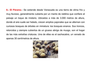 8.- El Páramo.- Se extiende desde Venezuela es una tierra de clima frío y
muy lluvioso, generalmente cubierta por un manto de neblina que confiere al
paisaje un toque de misterio. Ubicados a más de 3.000 metros de altura,
donde el aire suele ser helado, crecen amplios pajonales que se alternan con
curiosos bosques de árboles en miniatura: los bosques enanos. Sus troncos,
retorcidos y siempre cubiertos de un grueso abrigo de musgo, son el hogar
de las más extrañas criaturas. Una de ellas es el sachacabra, un venado de
apenas 30 centímetros de altura.
 