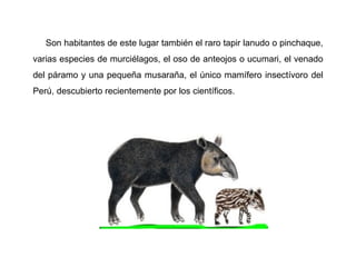 Son habitantes de este lugar también el raro tapir lanudo o pinchaque,
varias especies de murciélagos, el oso de anteojos o ucumari, el venado
del páramo y una pequeña musaraña, el único mamífero insectívoro del
Perú, descubierto recientemente por los científicos.
 