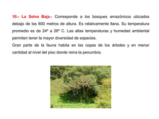 10.- La Selva Baja.- Corresponde a los bosques amazónicos ubicados
debajo de los 600 metros de altura. Es relativamente llana. Su temperatura
promedio es de 24º a 26º C. Las altas temperaturas y humedad ambiental
permiten tener la mayor diversidad de especies.
Gran parte de la fauna habita en las copas de los árboles y en menor
cantidad al nivel del piso donde reina la penumbra.
 