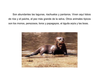 Son abundantes las lagunas, riachuelos y pantanos. Viven aquí lobos
de ríos y el paiche, el pez más grande de la selva. Otros animales típicos
son los monos, perezosos, loros y papagayos, el águila arpía y las boas.
 