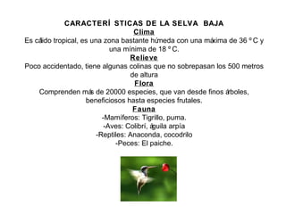 CARACTERÍ STICAS DE LA SELVA BAJACARACTERÍ STICAS DE LA SELVA BAJA
Clima
Es cálido tropical, es una zona bastante húmeda con una máxima de 36 º C y
una mínima de 18 º C.
Relieve
Poco accidentado, tiene algunas colinas que no sobrepasan los 500 metros
de altura
Flora
Comprenden más de 20000 especies, que van desde finos árboles,
beneficiosos hasta especies frutales.
Fauna
-Mamíferos: Tigrillo, puma.
-Aves: Colibrí, águila arpía
-Reptiles: Anaconda, cocodrilo
-Peces: El paiche.
 