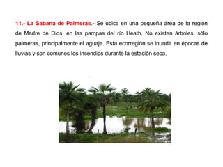 11.- La Sabana de Palmeras.- Se ubica en una pequeña área de la región
de Madre de Dios, en las pampas del río Heath. No existen árboles, sólo
palmeras, principalmente el aguaje. Esta ecorregión se inunda en épocas de
lluvias y son comunes los incendios durante la estación seca.
 