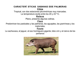 CARACTERÍ STICAS SABANAS DDE PALMERASCARACTERÍ STICAS SABANAS DDE PALMERAS
ClimaClima
Tropical, con dos estaciones pluvimétricas muy marcadas.
La temperatura oscila entre los 20 y 23 º C.
Relieve
Plano, presenta algunas colinas.
Flora
Predominan los pastizales y las palmeras, los aguajales, las gramíneas y los
matorrales.
Fauna
La sachavaca, el jaguar, el oso hormiguero gigante, lobo crin y el ciervo de los
pantanos
 