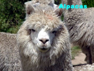 Alpacas




Foto: ABE         15
 