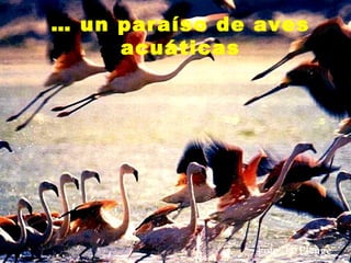 … un paraíso de aves
     acuáticas




                            19
                Foto: H. Plenge
 