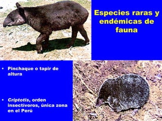 Especies raras y
                              endémicas de
                                 fauna




• Pinchaque o tapir de
  altura




• Criptotis, orden
  insectívoros, única zona
  en el Perú                             26
 