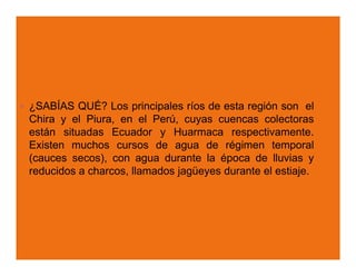 ¿SABÍAS QUÉ? Los principales ríos de esta región son el
Chira y el Piura, en el Perú, cuyas cuencas colectoras
están situadas Ecuador y Huarmaca respectivamente.
Existen muchos cursos de agua de régimen temporal
(cauces secos), con agua durante la época de lluvias y
reducidos a charcos, llamados jagüeyes durante el estiaje.
 