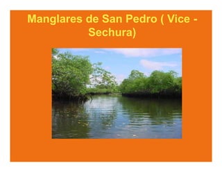 Manglares de San Pedro ( Vice -
          Sechura)
 