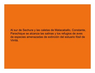 Al sur de Sechura y las caletas de Matacaballo, Constante,
Parachique se alcanza las salinas y los refugios de aves
de especies amenazadas de extinción del estuario fósil de
Virrilá.
 