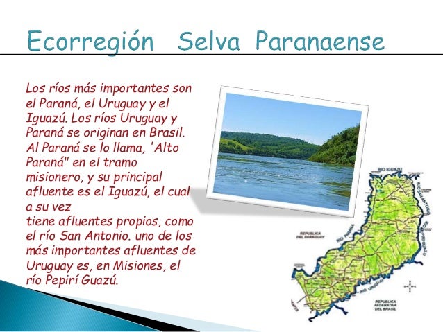 Ecorregion selva paranaense