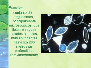 • Plancton:
conjunto de
organismos,
principalmente
microscópicos, que
flotan en aguas
saladas o dulces,
más abundantes
hasta los 200
metros de
profundidad
aproximadamente
 