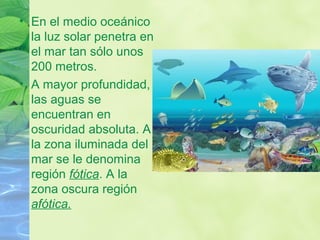 • En el medio oceánico
la luz solar penetra en
el mar tan sólo unos
200 metros.
• A mayor profundidad,
las aguas se
encuentran en
oscuridad absoluta. A
la zona iluminada del
mar se le denomina
región fótica. A la
zona oscura región
afótica.
 