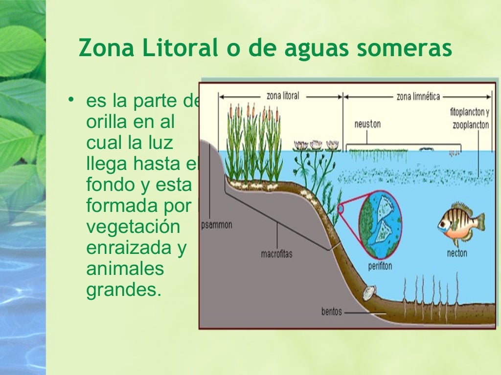 Ecosistemas acuaticos