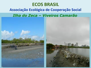 ECOS BRASIL
Associação Ecológica de Cooperação Social
Ilha do Zeca – Viveiros Camarão
 