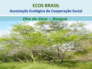 ECOS BRASIL
Associação Ecológica de Cooperação Social
Ilha do Zeca – Bosque
 
