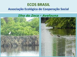 ECOS BRASIL
Associação Ecológica de Cooperação Social
Ilha do Zeca - Avefauna
 