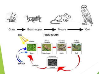 ECOSYSTEM, DEFINITION, COMPONENTS AND ENERGY FLOW
