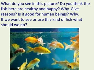 What do you see in this picture? Do you think the
fish here are healthy and happy? Why. Give
reasons? Is it good for human beings? Why.
If we want to see or use this kind of fish what
should we do?
 