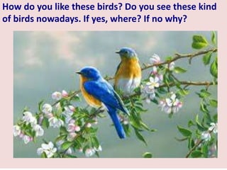 How do you like these birds? Do you see these kind
of birds nowadays. If yes, where? If no why?
 