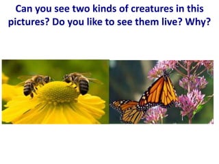 Can you see two kinds of creatures in this
pictures? Do you like to see them live? Why?
 