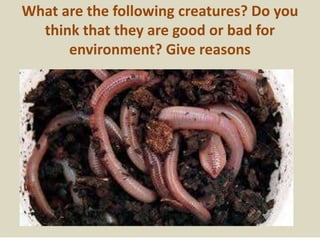 What are the following creatures? Do you
think that they are good or bad for
environment? Give reasons
 