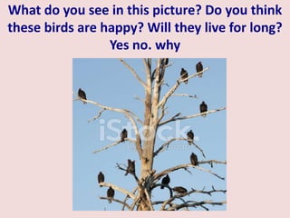 What do you see in this picture? Do you think
these birds are happy? Will they live for long?
Yes no. why
 